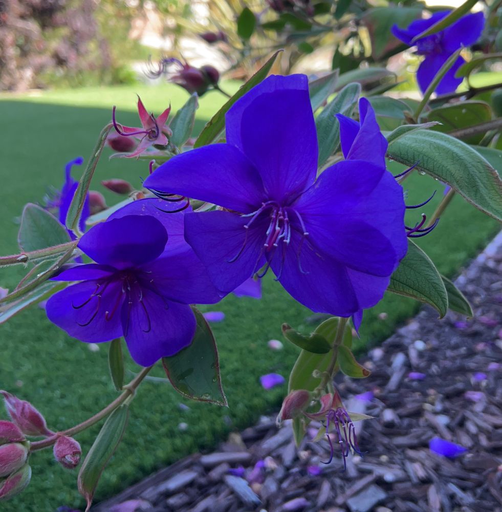 Glory Bush Pleroma urvilleanum
 Beautiful deep blue/ purple. Grows very quickly and fades quickly too. 