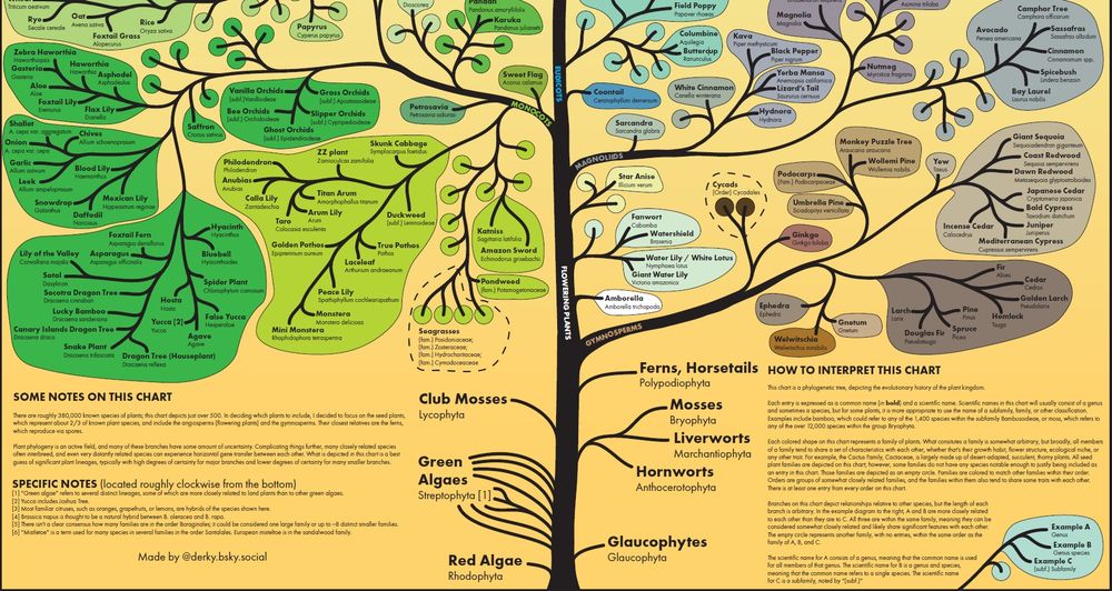 4 sections of the above phylogenetic tree