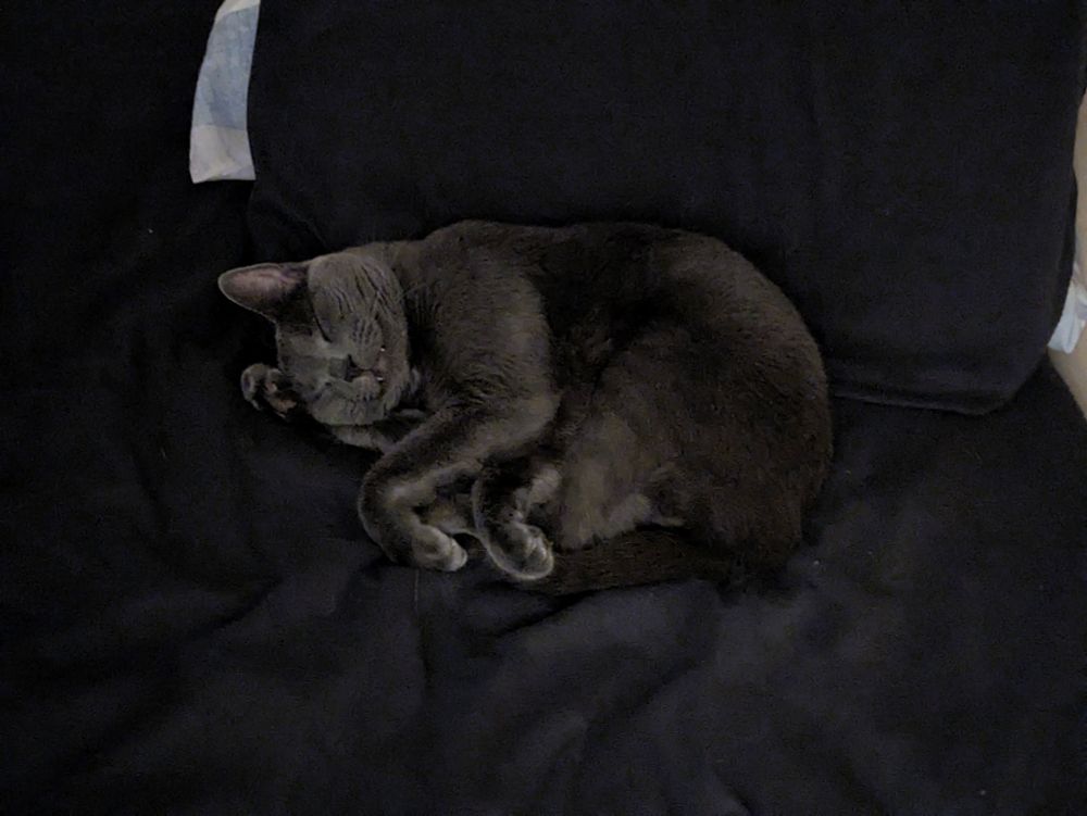 Feldspar the cat sleeping