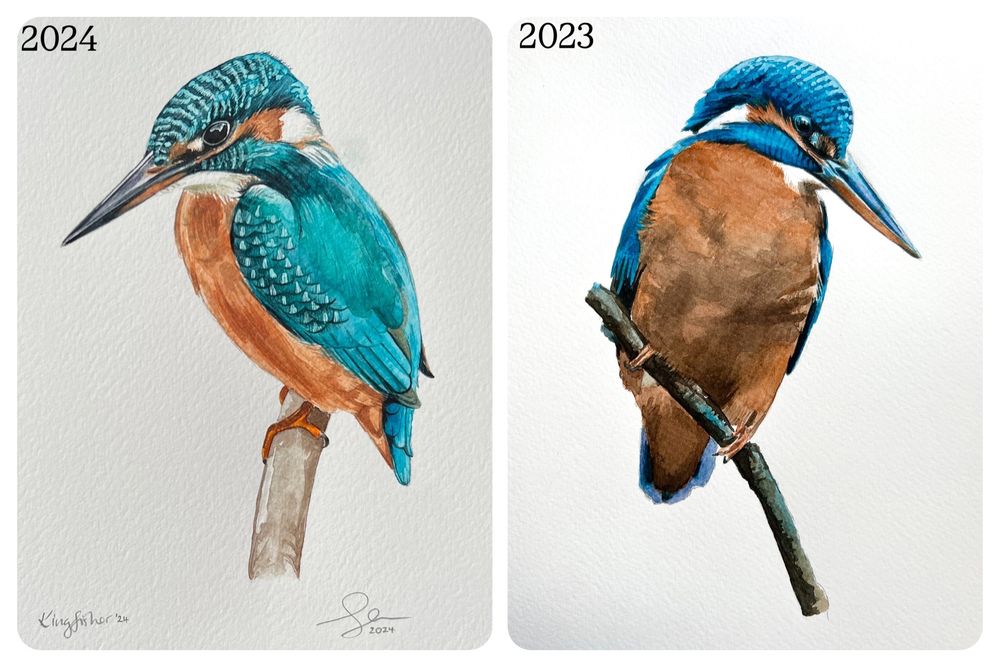 Two watercolour paintings of kingfishers, one ftom 2024 and one from 2023