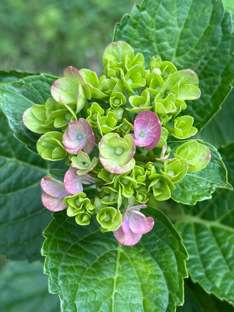 Hydrangeas are finally starting to bloom, they were blue when we planted last year, but the soil pH is turning them pink. 