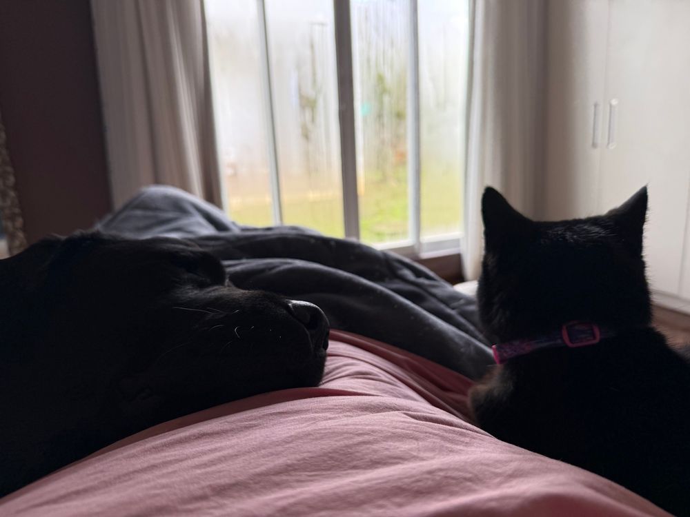 Cachorro e gata pretos sobre a cama 
