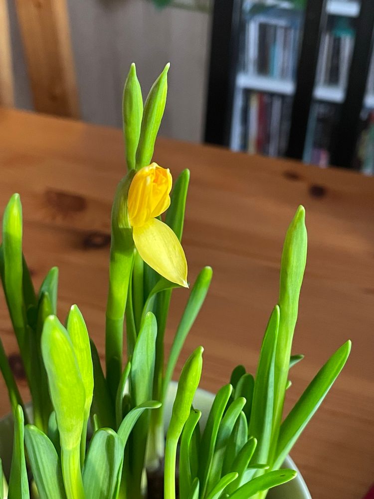 Eine Narzisse streckt das erste Blütenblatt hervor