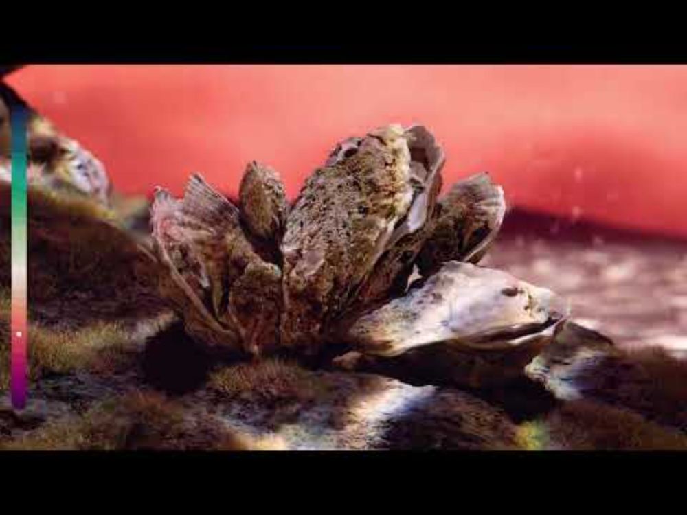 Carbon in the Current: Contrasting futures for our changing ocean