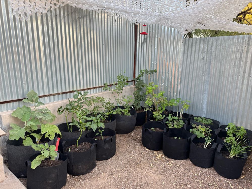 Eggplant, peppers, berries, potatoes in fabric pots