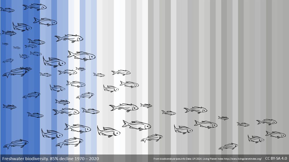 Darstellung der Biodiversitätsstreifen. Sie zeigen den Verlust in der Biodiversität in Inlandgewässern. Inzwischen liegt der Verlust bei 85%. Auf den Streifen, die in verschiedenen Tönen von blau zu grau reichen, sind Fische gezeichnet, die die Abnahme ebenfalls darstellen. Wo wir links noch viele Fische haben, werden sie auf dem Weg zur rechten Seite des Bildes immer weniger.
