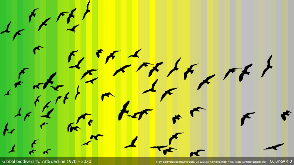 Darstellung der globalen Biodiversitätsstreifen. Die stellen den Verlust in Biodiversität graphisch dar. Inzwischen liegt der Verlust bei 73%. Auf den Streifen, die in verschiedenen Tönen von grün, zu gelb, zu grau reichen, sind Vögel gezeichnet, die die Abnahme ebenfalls darstellen. Wo wir links noch viele Vogelsilhouetten sehen, werden diese auf dem Weg zur rechten Seite des Bildes, und damit in die 2020er Jahre, immer weniger.