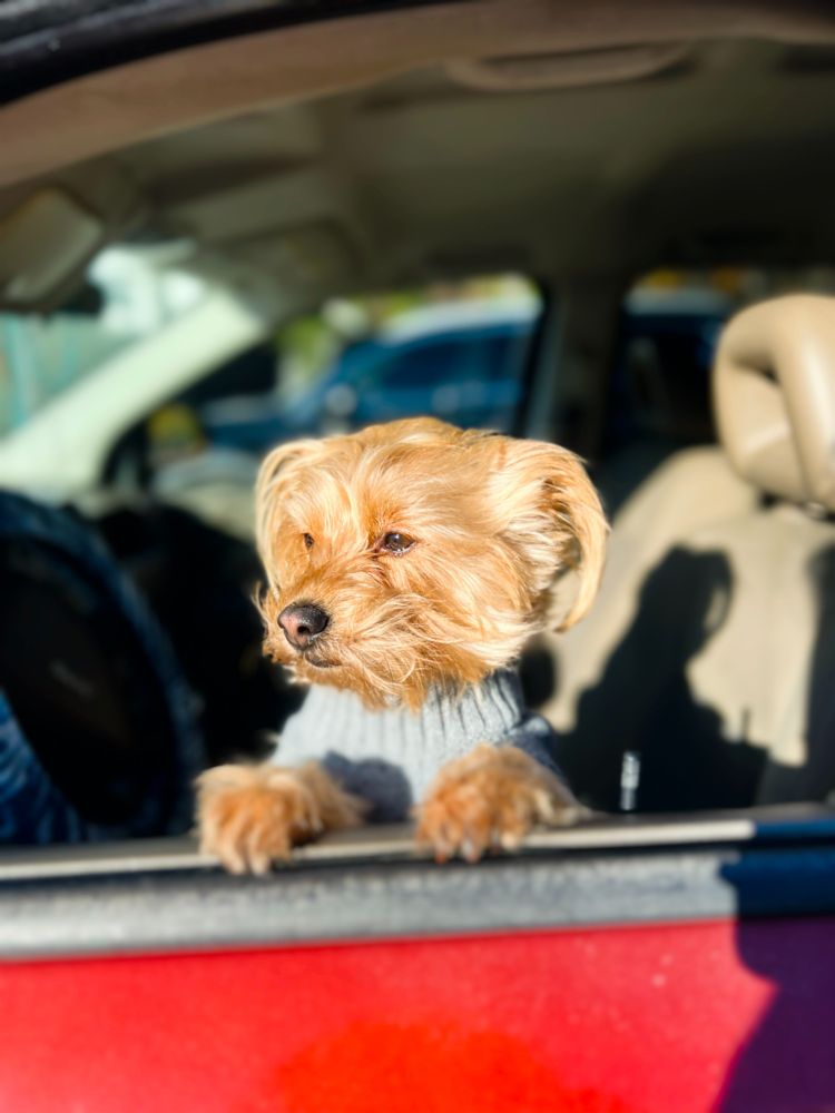 A little Yorkie pup with blonde fur is wearing a grey sweater and looking out the driver's side car window in the early sunlight. 