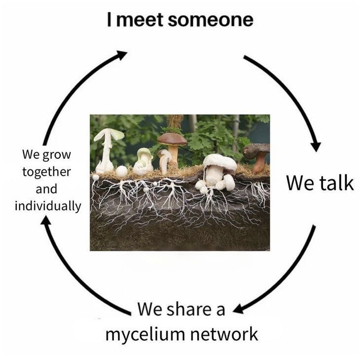 circle phase chart starting with "I meet someone" to "we talk" to "we share a mycelium network" to "we grow together and individually" with a photo of mushrooms in the middle of the circle 
