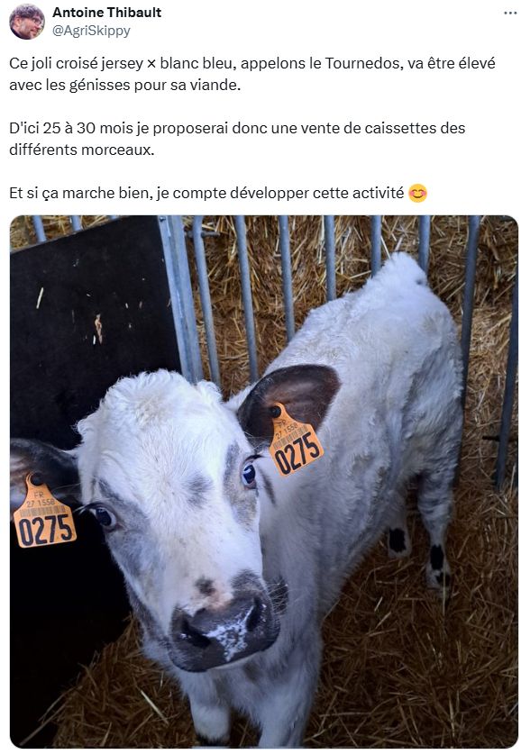 Le tweet de Antoine Thibault (@AgriSkippy) présente un veau croisé Jersey × Blanc Bleu, qu'il surnomme Tournedos. Il précise que l'animal sera élevé avec des génisses pour sa viande.

Il indique qu'entre 25 et 30 mois, il proposera une vente de caissettes contenant différents morceaux de viande.

Enfin, il mentionne que si cette initiative fonctionne bien, il envisage de développer cette activité.

L'image jointe montre un jeune veau blanc avec des oreilles marron foncé, portant des boucles d'identification numérotées 0275 aux oreilles, dans un enclos sur de la paille.
