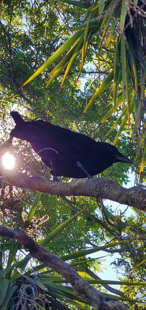 Black crow perching in a St Peter's Palm with the sun behind his tail