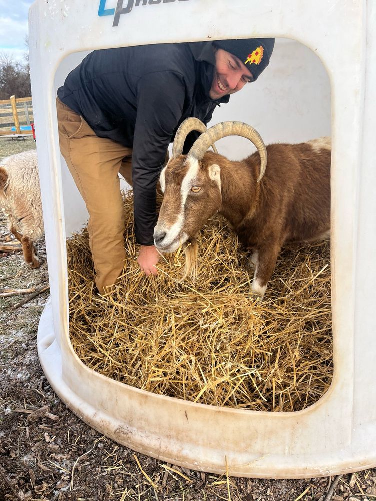 My husband in a goat shelter fluffing hay up for a sweet brown goat named Cocoa. She is in the shelter with him just hanging out.