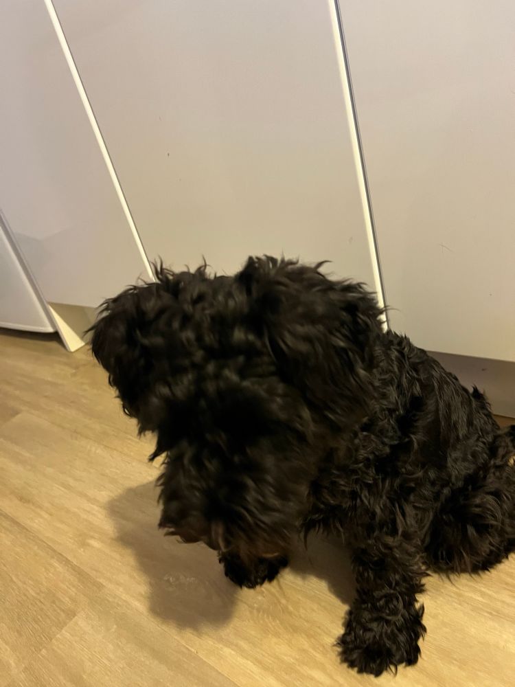 Picture of black mini-schnauzer from above. She appears to be looking toward the floor. The floor is light brown and the cabinets behind are white.
