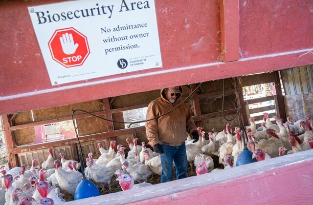 A chicken biosecurity area