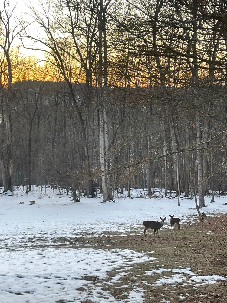 3 antlerless deer in the backyard of melting snow with deciduous trees and sunset in the background. 