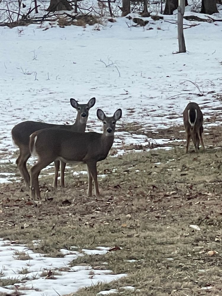 3 antlerless deer preparing for a winter storm. They seem distracted by my presence. 