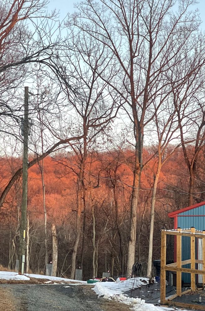 Hill of deciduous trees covered with red light from the setting sun. 