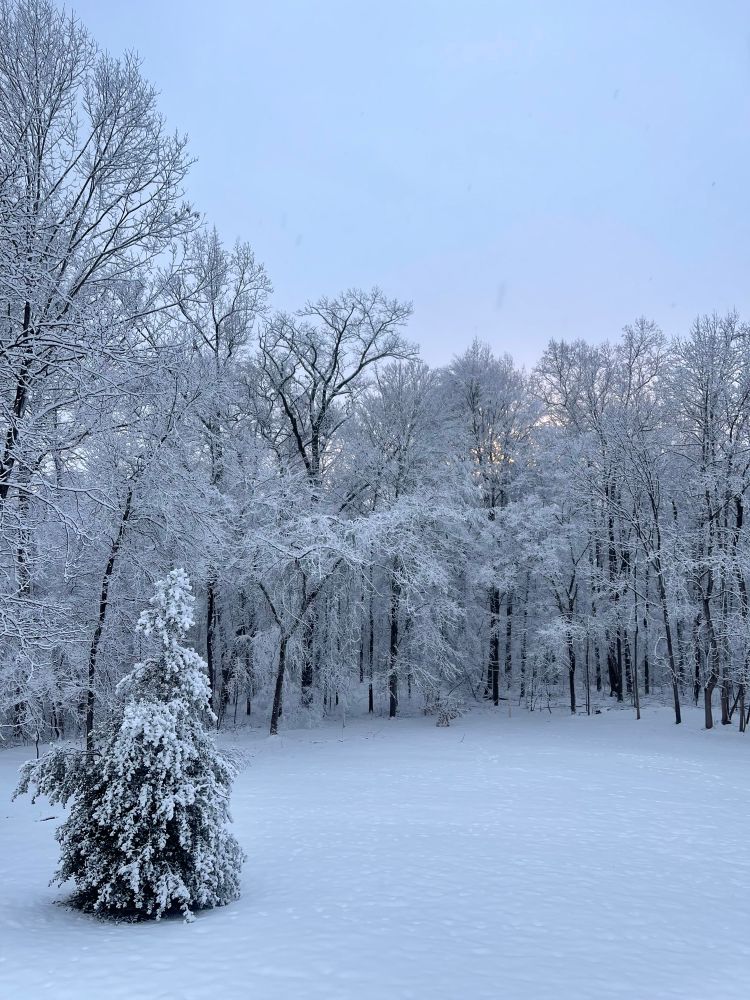 Sun setting behind the snow covered trees. 