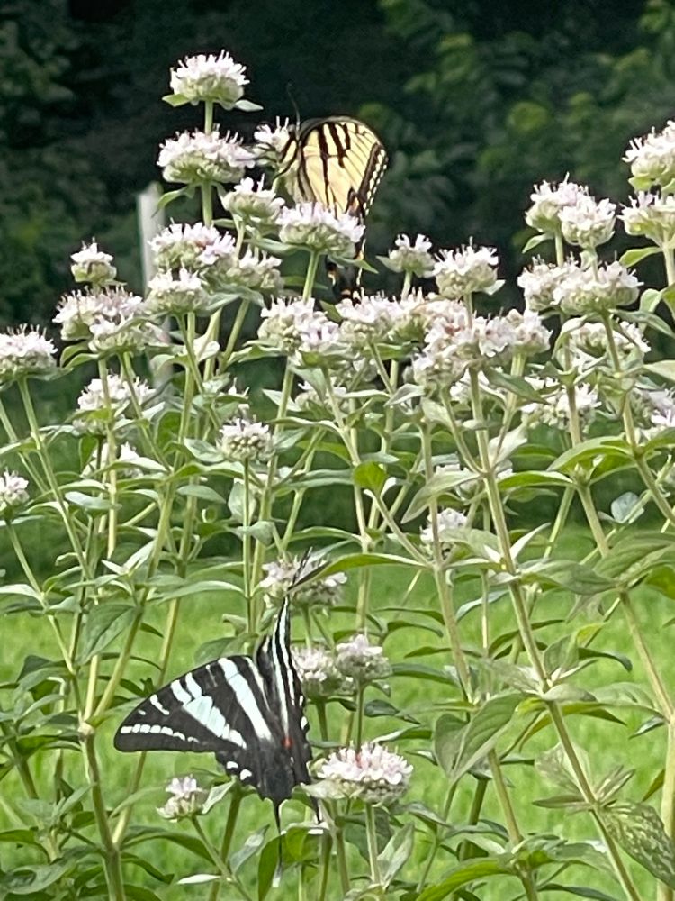 Hoary Mountain Mint with Zebra Swallowtail and Tiger Swallowtail. 