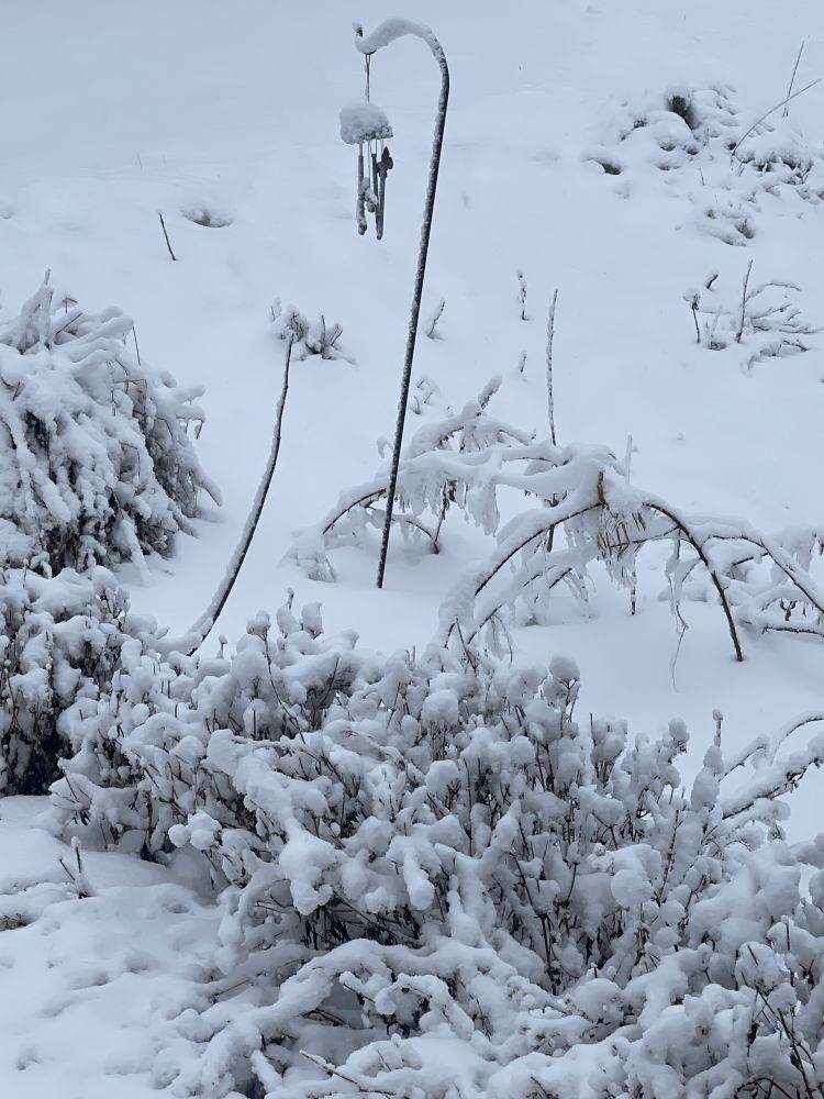 Snow covered blue mist flowers. 