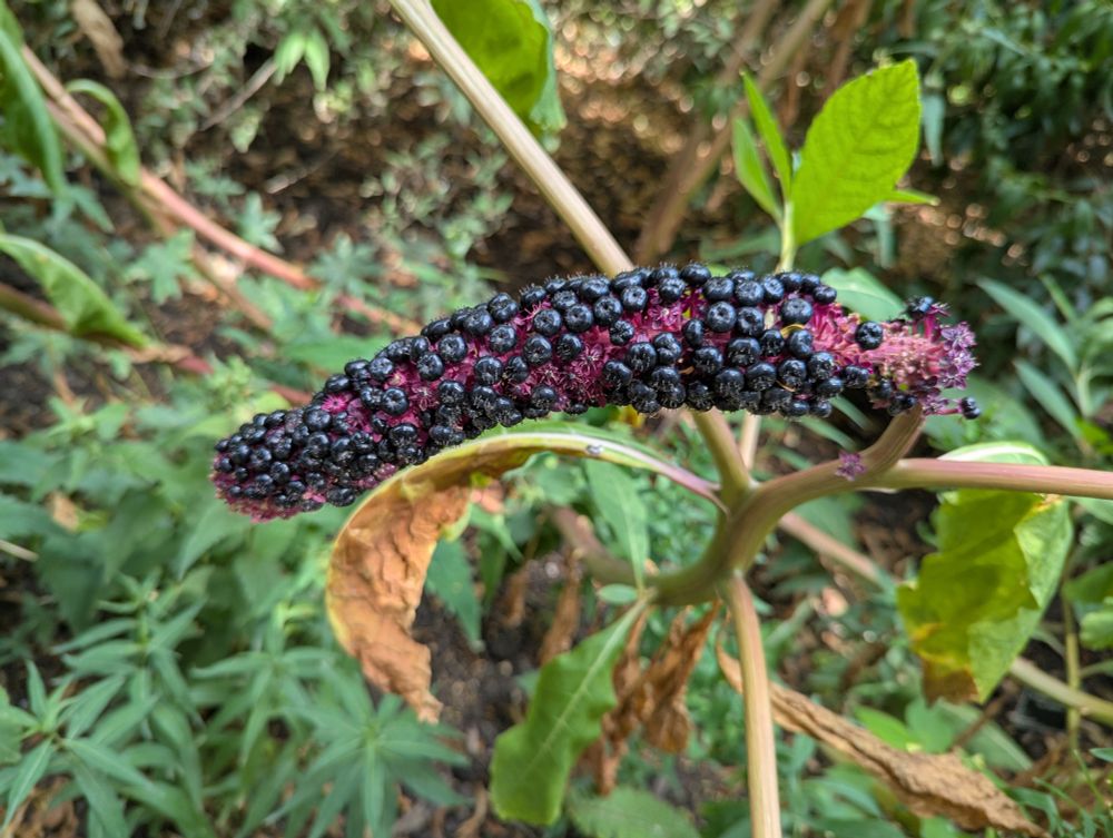 Chinese bendy plant.