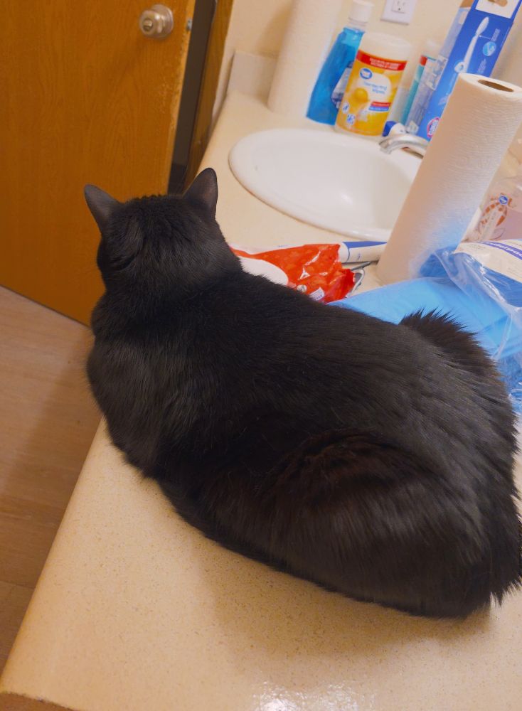 A black cat sits in a full loaf position on the counter in a bathroom. The door is ajar from where she came in 