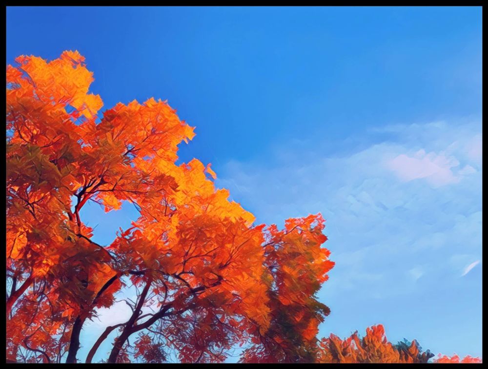 Bright orange fall foliage in front of a blue sky.