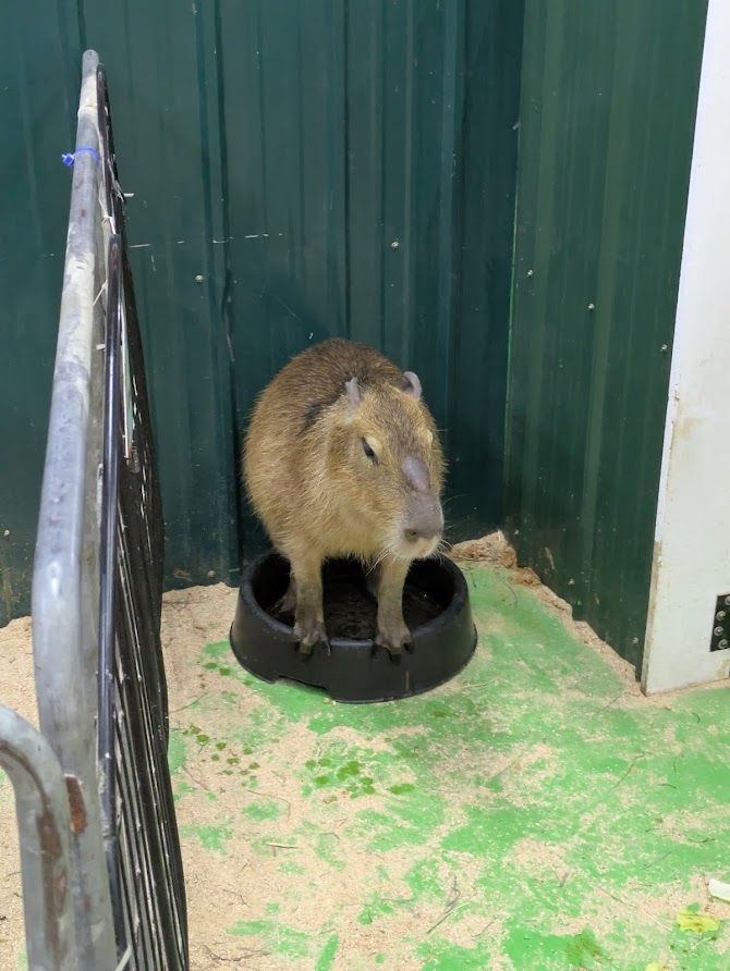 A capybara perched in a large food bowl.