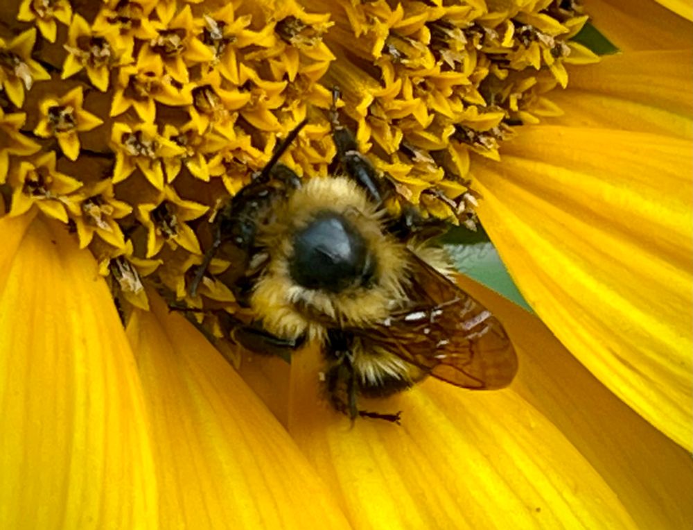 Some sort of bee sleeping on a sunflower.