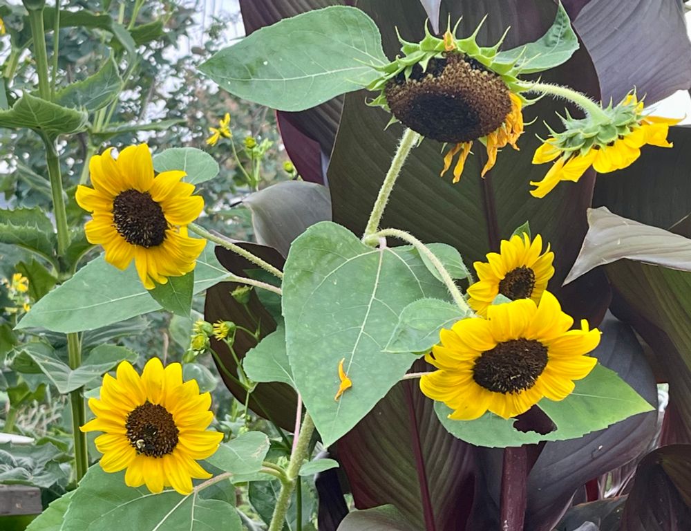 A heavy branching yellow sunflower with small brown centers and large yellow flower petal leaves. 