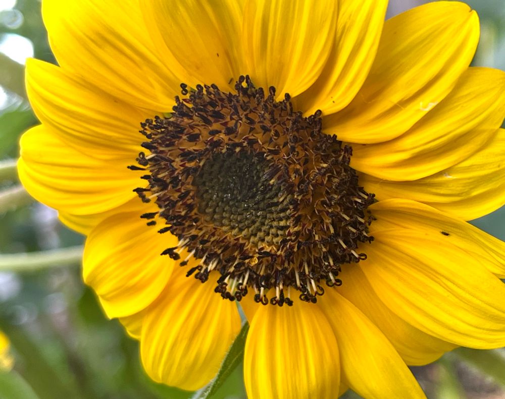 A small yellow sunflower in full bloom. 