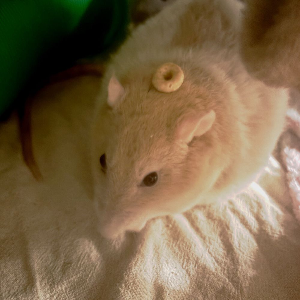 Cute rat with a cereal