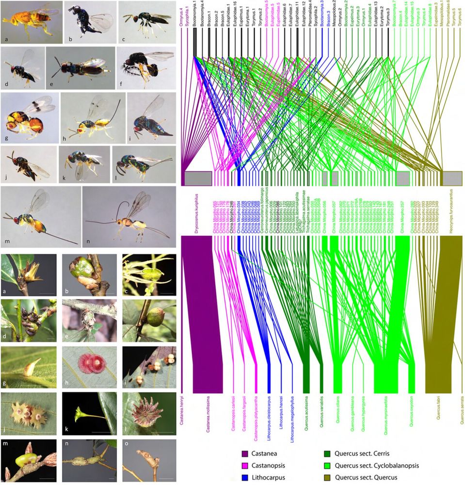 Network structure and taxonomic composition of tritrophic communities of Fagaceae, cynipid gallwasps and parasitoids in Sichuan, China