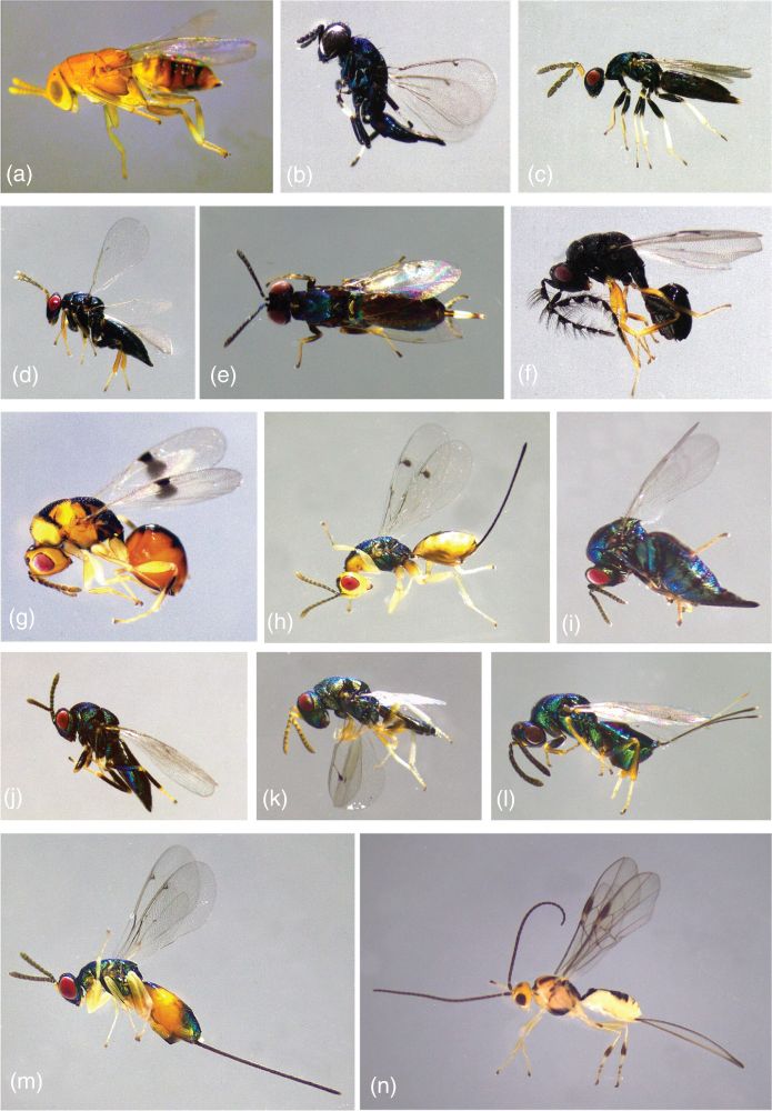 A photo collage of oak gall parasitoids found in Sichuan