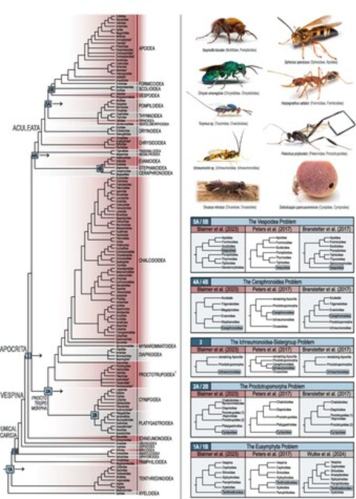 Evolving perspectives in Hymenoptera systematics: Bridging fossils and genomes across time