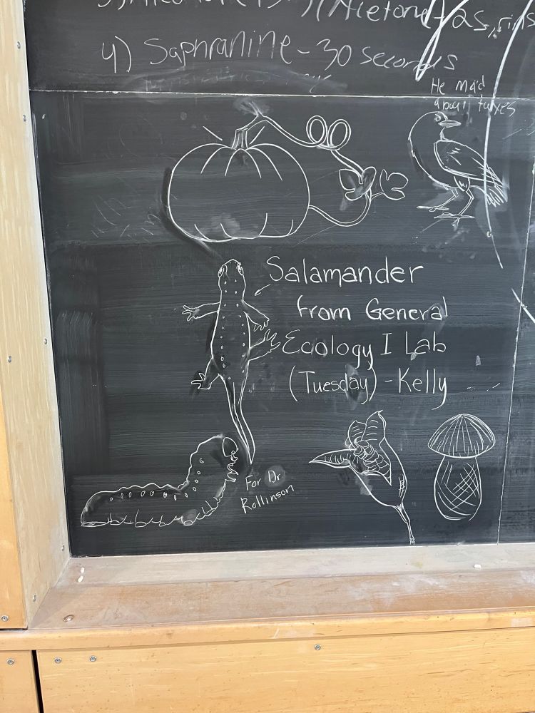A drawing of a salamander on a chalkboard labelled “Salamander from General Ecology lab Tuesday) -Kelly” and a caterpillar labelled “For Dr. Rollinson” surrounded by various other chalk drawings and study notes 