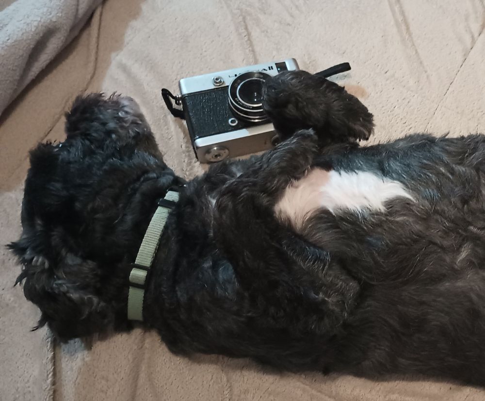A shih tzu mix lying down in his bed with a Russian Chaika II camera near his paws.