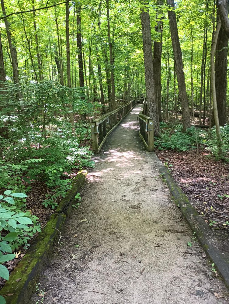 Image of a long dirt walking trail winding through a thick forest.