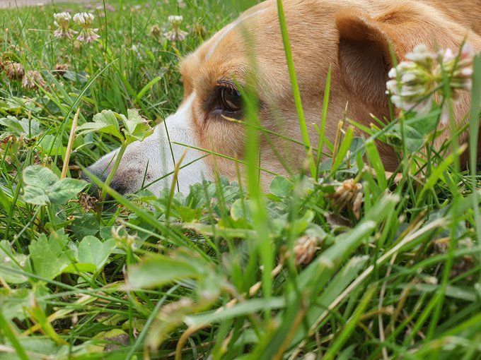 Cabeza de perro beagle entre la hierba. Es la última foto que le tome a mi mejor amigo, Zeus, el mismo día que murió. Pequeño homenaje al mejor perro del mundo para mi.