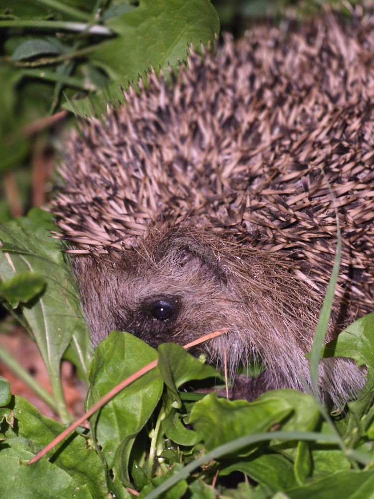 Erizo europeo joven escondido entre la hierba de un parque