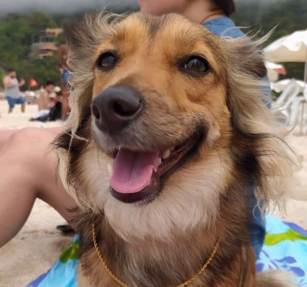 Cachorra vira-lata caramelo peluda sorrindo sentada em uma canga de praia