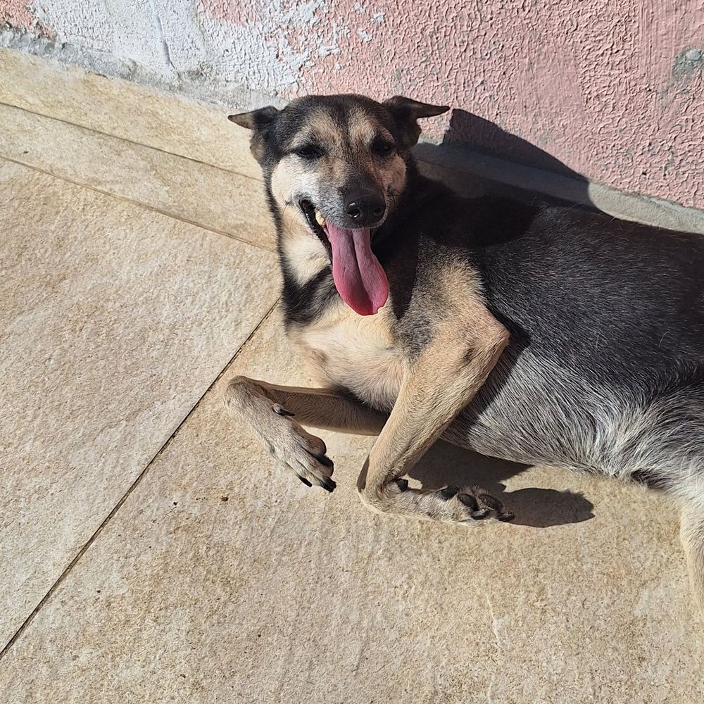 Cachorra vira-lata preta deitada ao sol com sorriso largo e língua para fora
