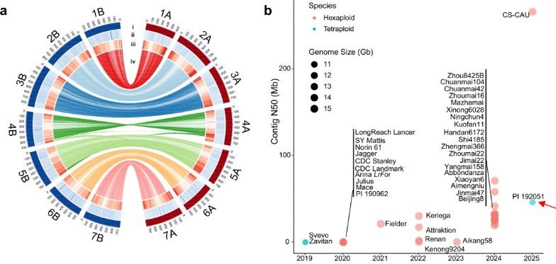 A high-quality genome assembly of the durum wheat landrace PI 192051. a Circular diagram showing the assembly features of PI 192051. The tracks, arranged from outermost to innermost, include: (i) chromosomes, (ii) GC content, (iii) gene density, and (iv) syntenic connections between A and B subgenomes. b Comparison of genome assembly quality (contig N50) between PI 192051and other published tetraploid (turquoise blue) and hexaploid (pink) wheat genomes. The horizontal axis represents the year, and the vertical axis represents the contig N50 size. Each circle represents one genome, with the diameter of the circle corresponding to the genome size. PI 192051 is highlighted with a red arrow. c Syntenic blocks among T. urartu (G1812 v2.0), T. monococcum (PI 306540), T. durum (PI 192051 and Svevo v1.0), T. dicoccoides (Zavitan v1.0), Ae. searsii (TE01), Ae. speltoides (TS01), and the A/B subgenomes of the bread wheat variety Chinese Spring (CS, RefSeq v2.1). Each line represents a syntenic block of 15 or more gene pairs with ≥ 80% identity.