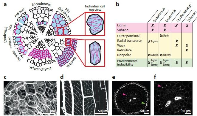 Overview of different cell wall thickenings. (a) Representation of the different lignified cell wall thickenings per cell type. Lignin is
shown in magenta, and the cell types of interest are shown in blue. Exodermis: The four patterns of barrier deposition include
nonpolar, in which the entire exodermal cell is surrounded by the barrier; Y-shaped, in which the barrier is deposited in a Y-shaped
pattern on the anticlinal wall closer to the inner root; polar cap, in which the barrier is polarized to the periclinal cell wall facing the
epidermis, forming a cap; and anticlinal, in which the barrier is deposited in the anticlinal walls. Endodermis: The lignified Casparian
strip is deposited in the center of endodermal anticlinal walls. Cortical cells: Phi thickenings are found in the radial, transverse walls and
can form a net-like set of thickenings. A detailed inset is represented to highlight this net-like structure from a top view perspective of a
cell. The sclerenchyma cells (depicted here as is typical of a multiseriate cortical sclerenchyma) have thick lignin that uniformly coats all
cell walls. Epidermis: In the velamen, a complex set of secondary cell-wall thickenings is generally oriented in the same direction in
each cell. A detailed cell is represented to highlight this oriented cell wall pattern from a top-view perspective.