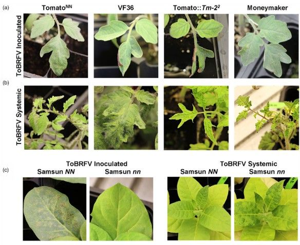ToBRFV-induced symptoms and virus accumulation in infected tomato and tobacco plants at 22 °C, Trial 1. (a) ToBRFV-induced HR (hypersensitive response) local lesions appeared on all 11 inoculated tomatoNN leaves at 4 days post-inoculation (4 dpi), whereas no lesions appeared on inoculated leaves of 11 VF36, Tomato::Tm-22, or Moneymaker plants at 4 dpi. (b) Systemic leaves of 11 ToBRFV-infected tomatoNN were asymptomatic at 14 dpi, whereas leaves of VF36 and Moneymaker displayed mosaic and rugose patterns, and tomato::Tm22 leaves displayed rugose and shoestring growth. (c) ToBRFV-induced HR lesions on 11 inoculated Samsun NN plants at 4 dpi but not on inoculated Samsun nn plants. Systemic leaves of ToBRFV-infected Samsun NN plants remained asymptomatic at 14 dpi, whereas leaves of Samsun nn exhibited mosaic disease. 