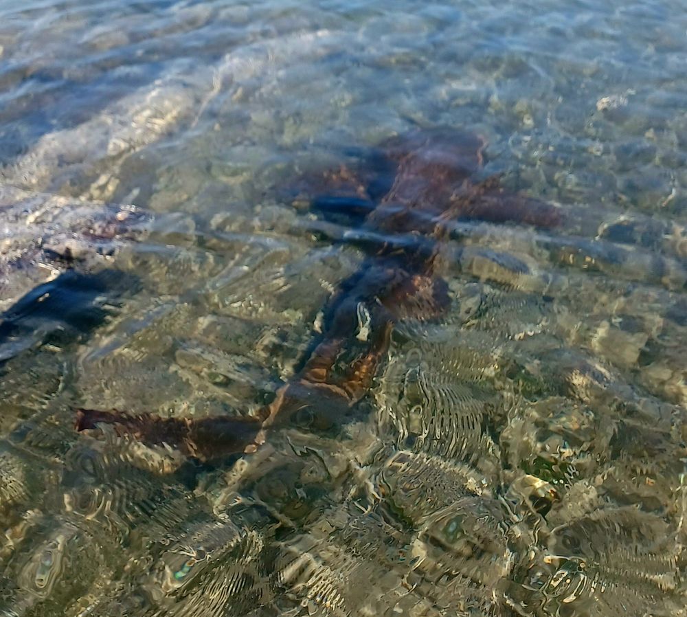 Photograph of a 3 foot nurse shark in the shallows near mangroves. 