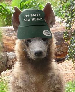 Polite striped hyena wearing a hat that reads "MY BALLS SAG HEAVY"