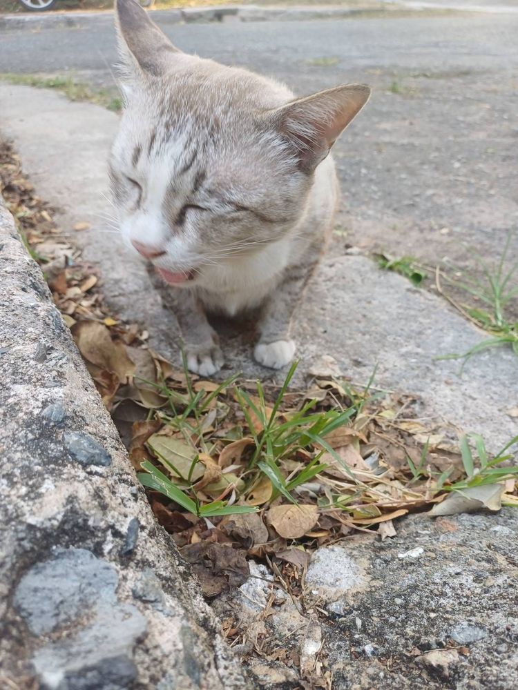 photo of a gray cat yawning