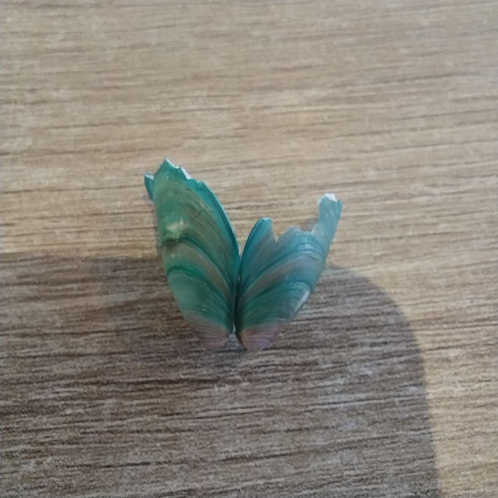 2 joined halves of a green seashell with brown and and teal stripes cracked at the top