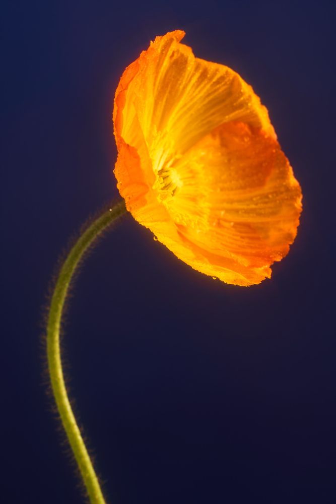 3/4 profile image of an orange poppy against a dark blue background
